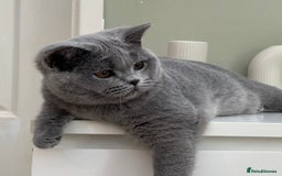 British Shorthair cats for sale: British Blue boy - Image 8