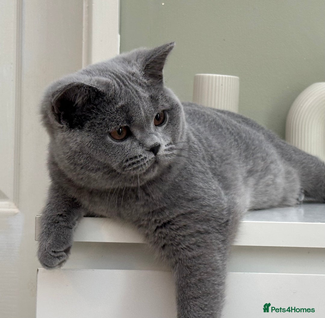 British Shorthair cats for sale: British Blue boy - Image 8