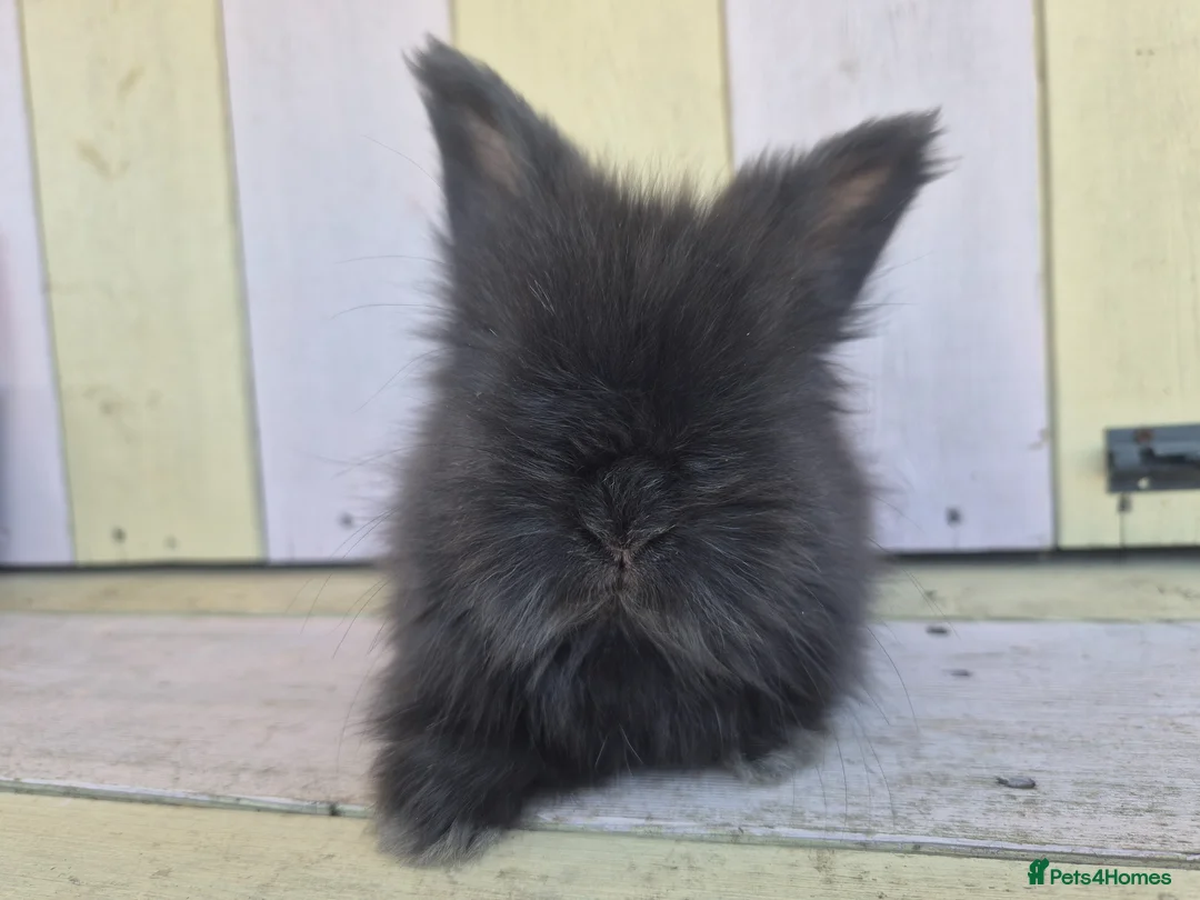 Angora rabbits for sale: 🩷 Angora babies-parents imported from🇫🇷  - Advert 1