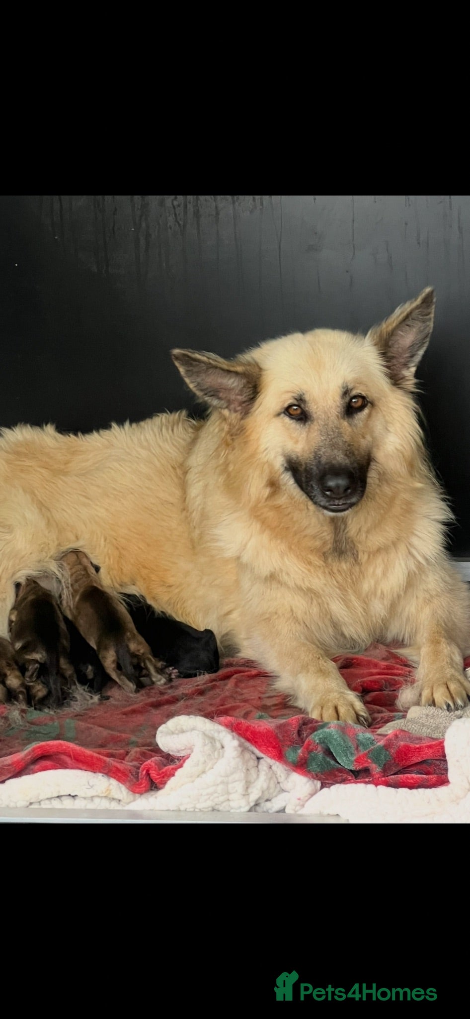 German Shepherd dogs OUTSTANDING LONG HAIRED GERMAN SHEPARD PUPPIES - Advert 2