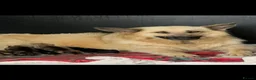 German Shepherd dogs for sale: OUTSTANDING LONG HAIRED GERMAN SHEPARD PUPPIES - Advert 1