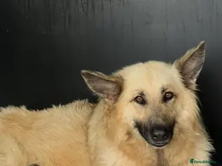 German Shepherd dogs OUTSTANDING LONG HAIRED GERMAN SHEPHERD PUPPIES - Advert 5