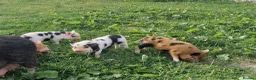 Pig livestock for sale: Super cute micro/mini and juliana pigs - Advert 5
