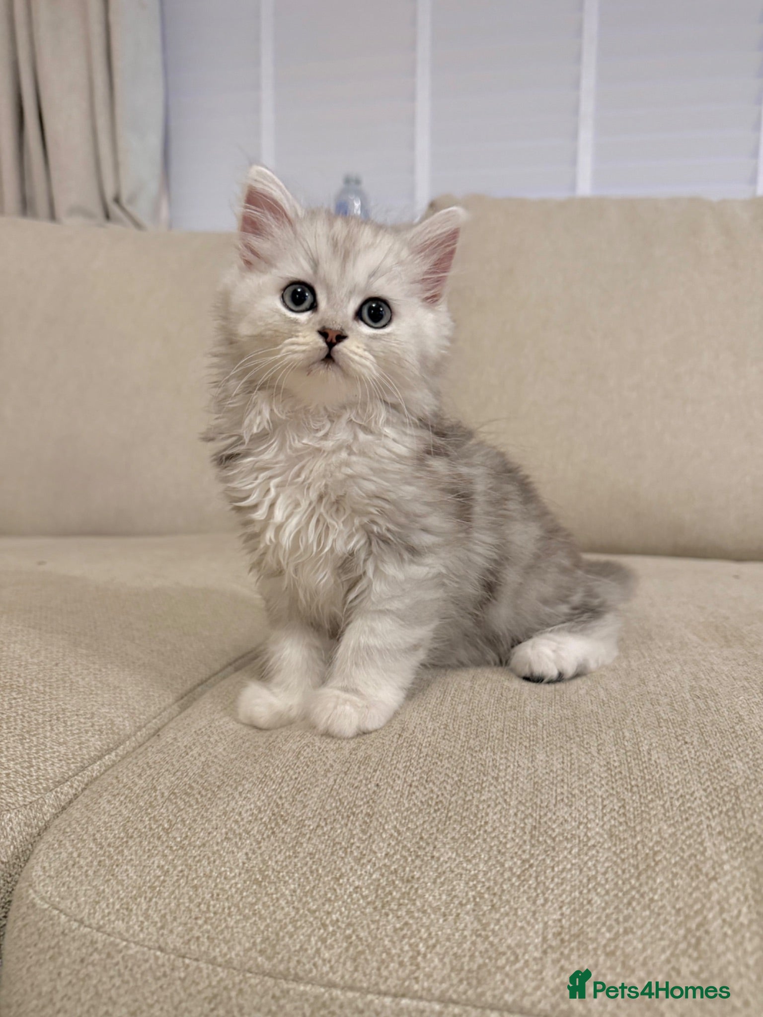 Persian cats Only 1 boy & 1 girl available 🥹 ready to leave! - Advert 1