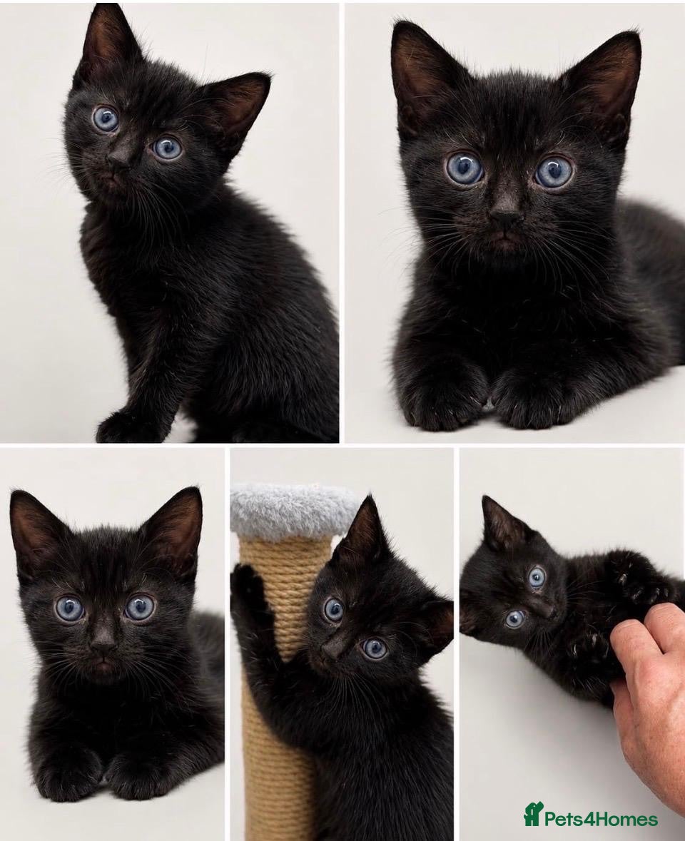 Mixed Breed cats ⭐️1 Beautiful boy left ready now⭐️ - Advert 7