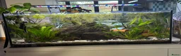 Pufferfish fish for sale: 9 x Pea Puffers and tank for Rehoming - Advert 7