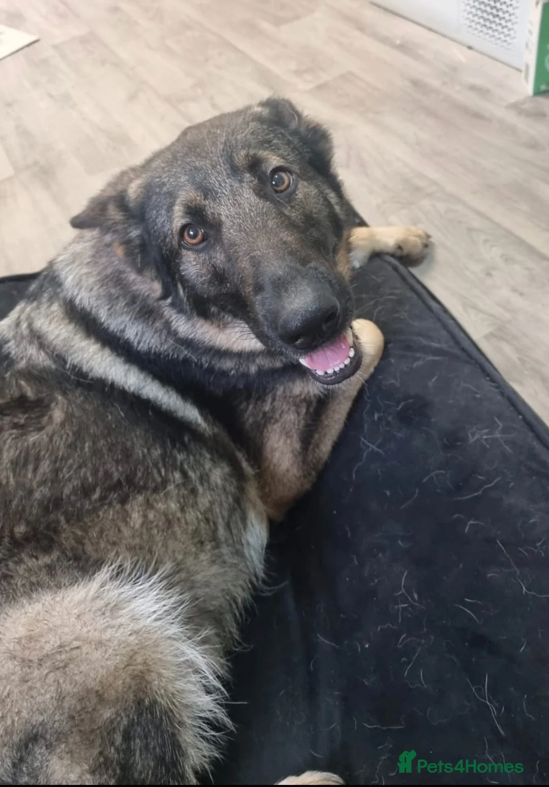 German Shepherd dogs for sale: 4 year old female german shepherd missy - Advert 7