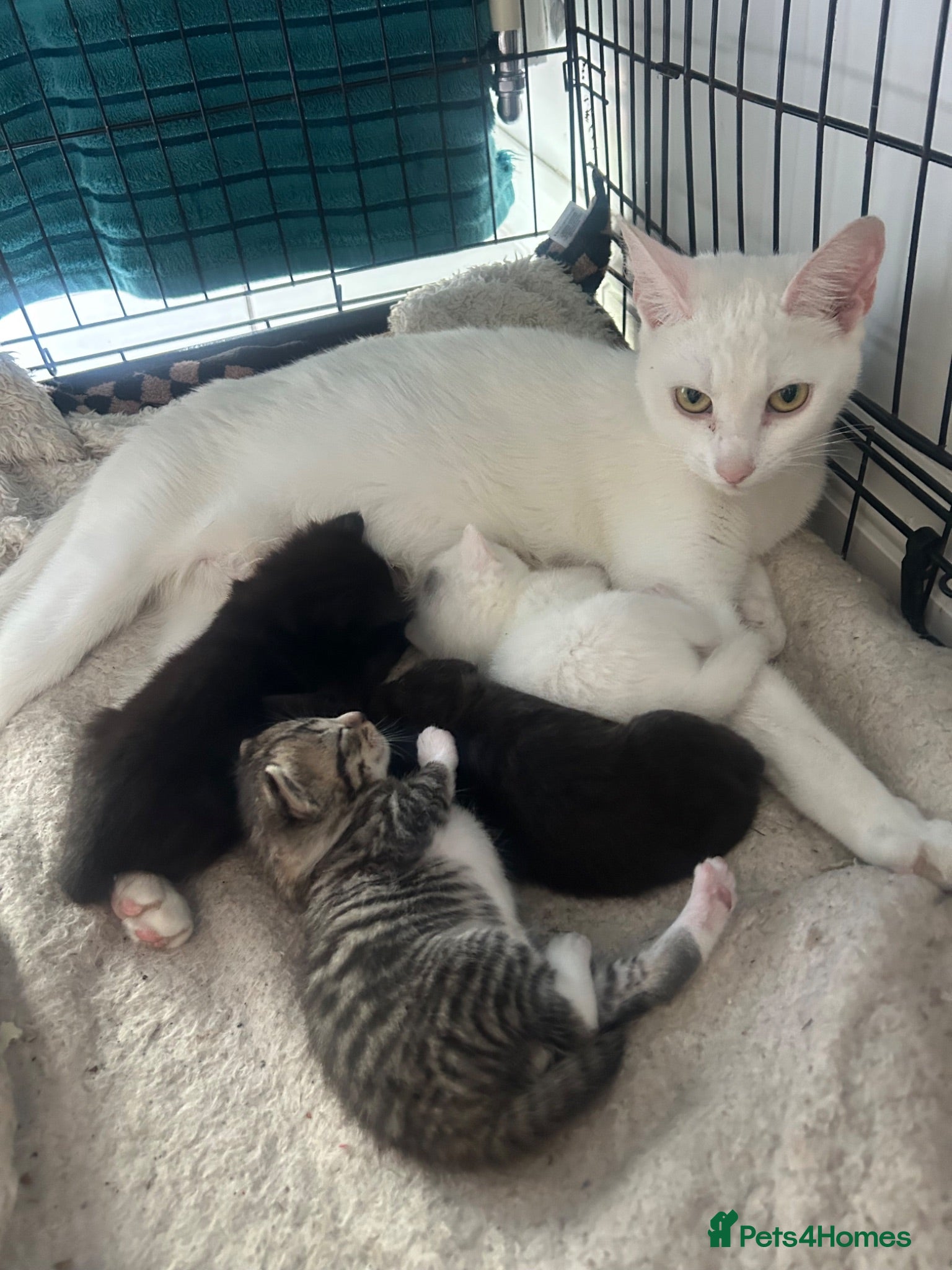 Mixed Breed cats 3 new kittens to go  - Advert 1