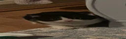 Domestic Shorthair cats for sale: Stunning litter off kittens - Advert 3
