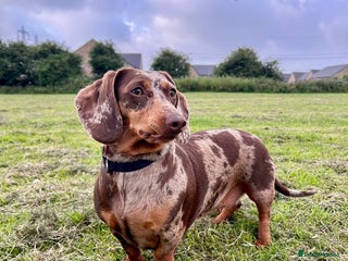 Miniature Dachshund dogs for sale: Dachshund for Rehoming in Morecambe - Advert 1