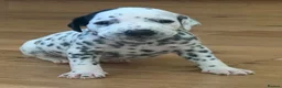 Dalmatian dogs for sale: JUST 3 BOYS LEFT READY THIS WEEK  - Advert 35