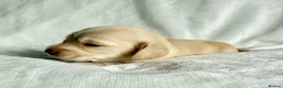 Miniature Dachshund dogs for sale: Beautiful English cream long hair mini dachshunds - Advert 22