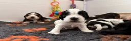 Cocker Spaniel dogs for sale: ✅RKC Reg✅DNA Tested✅Low COI✅Home Reared✅A* Reviews in Fareham - Advert 13
