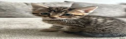 Mixed Breed cats for sale: Kittens  in Bradford - Advert 3