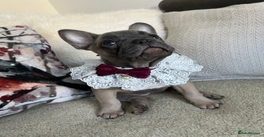French Bulldog dogs - Advert 16