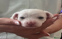 Mixed Breed dogs for sale: Bichon mix pups  - Image 6