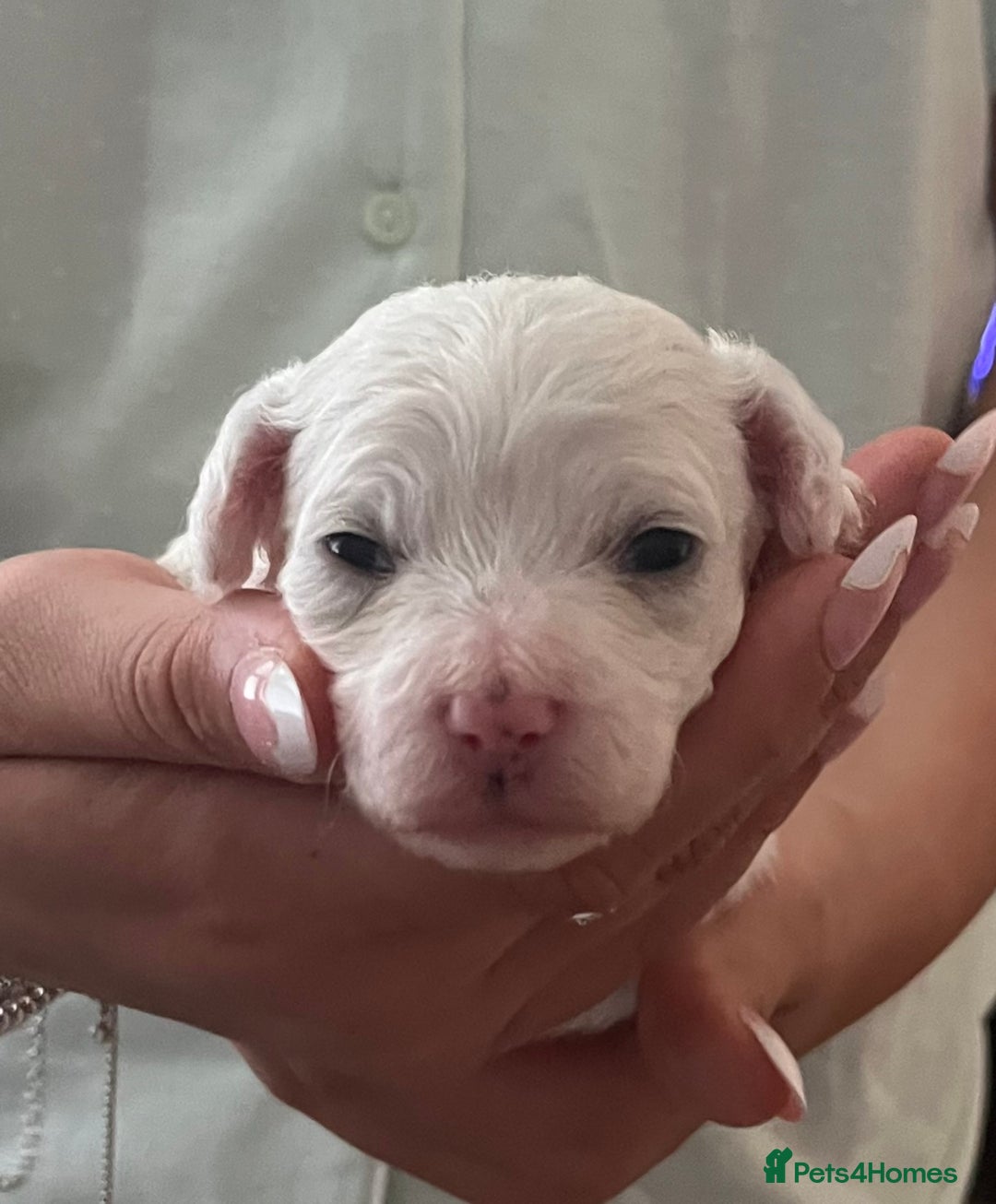 Mixed Breed dogs for sale: Bichon mix pups  - Image 6