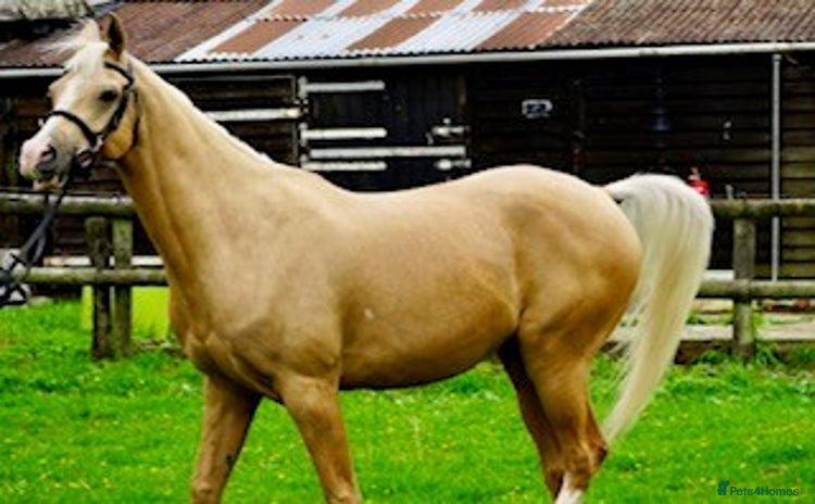 Arabian horse horses - Advert 1