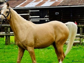 Arabian horse horses - Advert 16