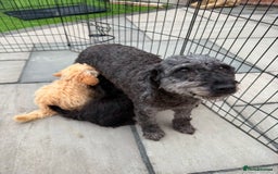 Maltipoo dogs for sale: Adorable Maltipoo puppies  - Image 11