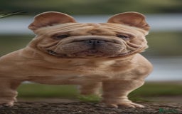 French Bulldog dogs for sale: New shade french bulldogs - Image 5