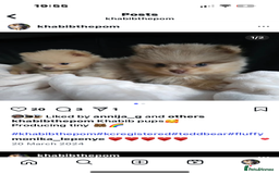 Pomeranian dogs for stud: Khabib the Pom open for stud - Image 4