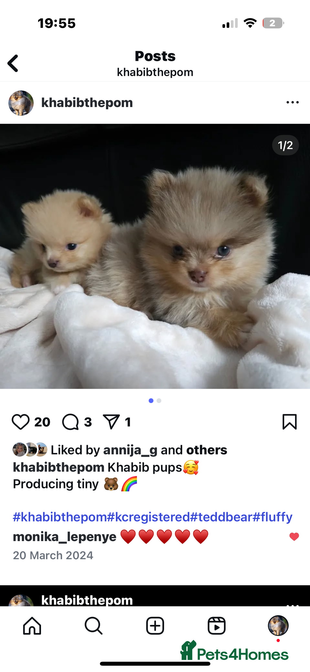 Pomeranian dogs for stud: Khabib the Pom open for stud - Image 4