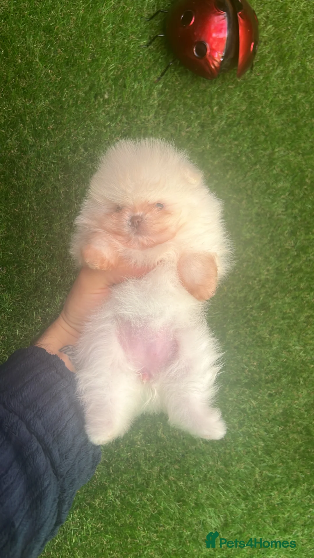 Pomeranian dogs for sale: Our little white baby girl - Advert 5