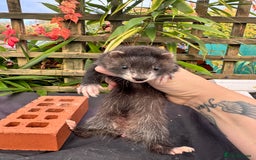 Ferret rodents for sale: Beautiful ferrets for sale - Image 5