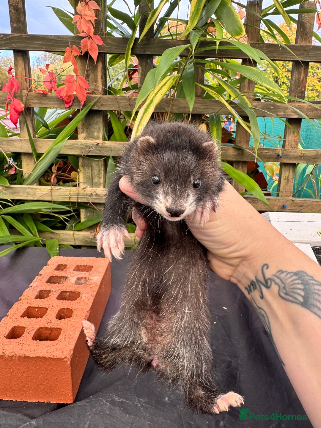 Ferret rodents for sale: Beautiful ferrets for sale - Image 5