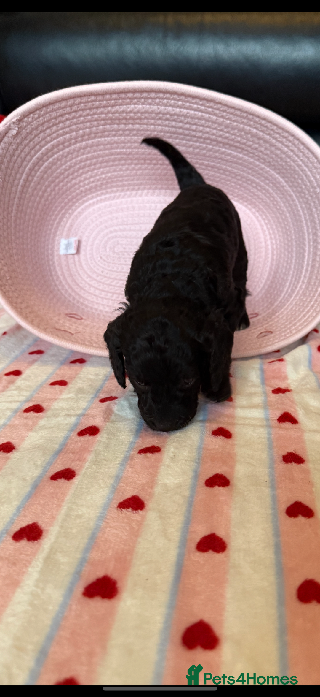 Cockapoo dogs for sale: Beautiful Cockapoo Puppies  - Advert 13