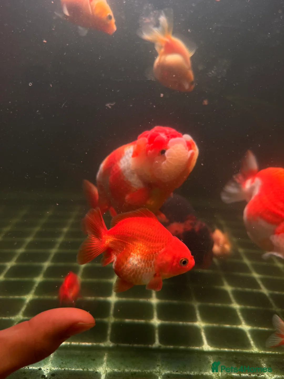 Fancy Goldfish fish for sale: PREMIUM INDO-IMPORTED RANCHU & ORANDA COLLECTION  in Amersham - Advert 2