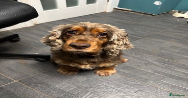 Cocker Spaniel dogs - Advert 2