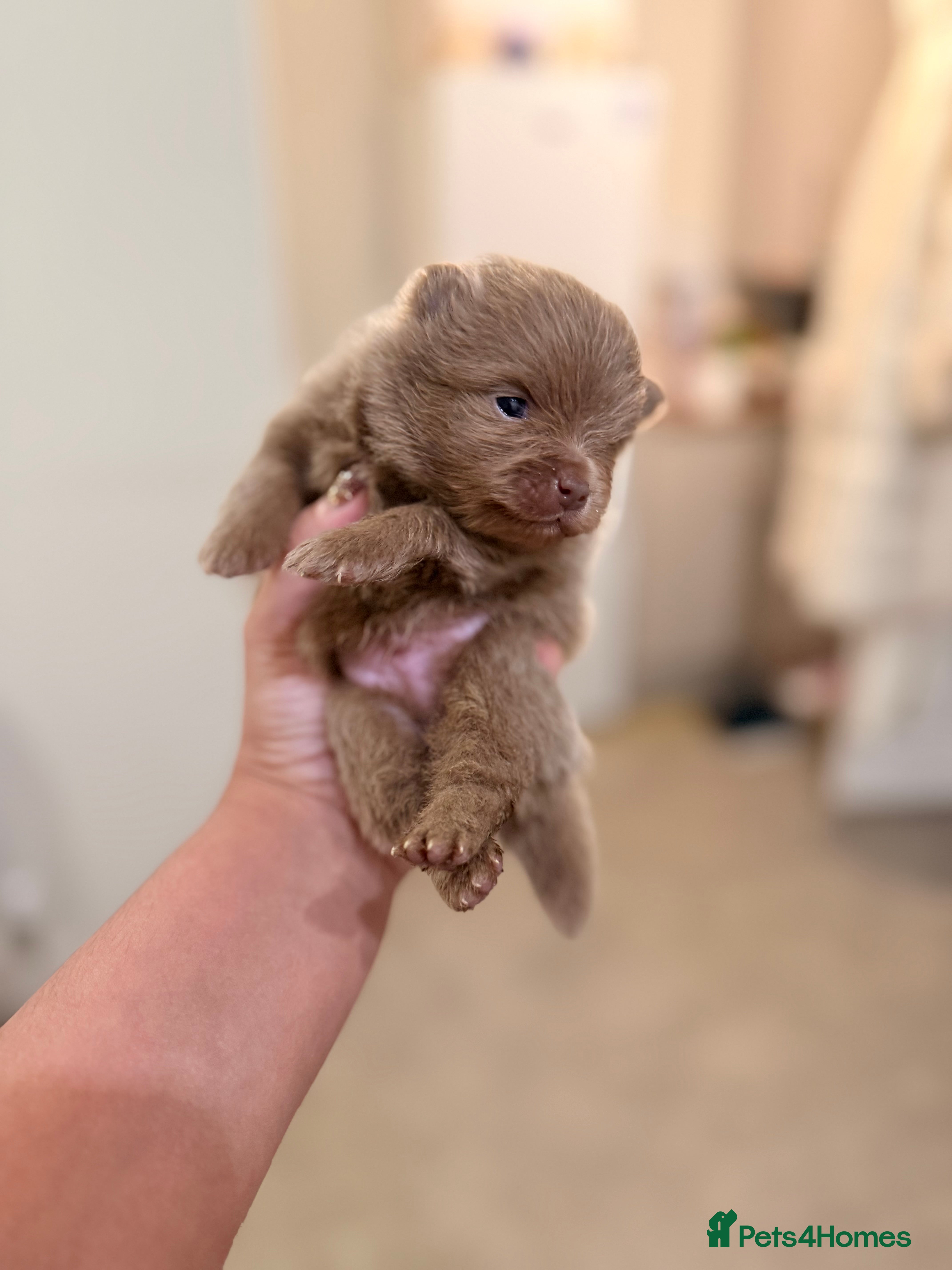Pomeranian dogs ❤️Last Boy available  ❤️Don’t Miss Out 💕 - Advert 3