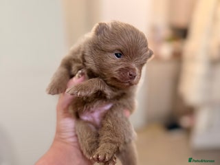 Pomeranian dogs ❤️Ready to reserve ❤️Don’t Miss Out 💕 - Advert 3