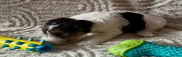 Fox Terrier dogs for sale: Kc wire fox terriers - Advert 12