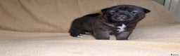 Akita dogs for sale: 7 beautiful American Akita Puppies - Advert 15