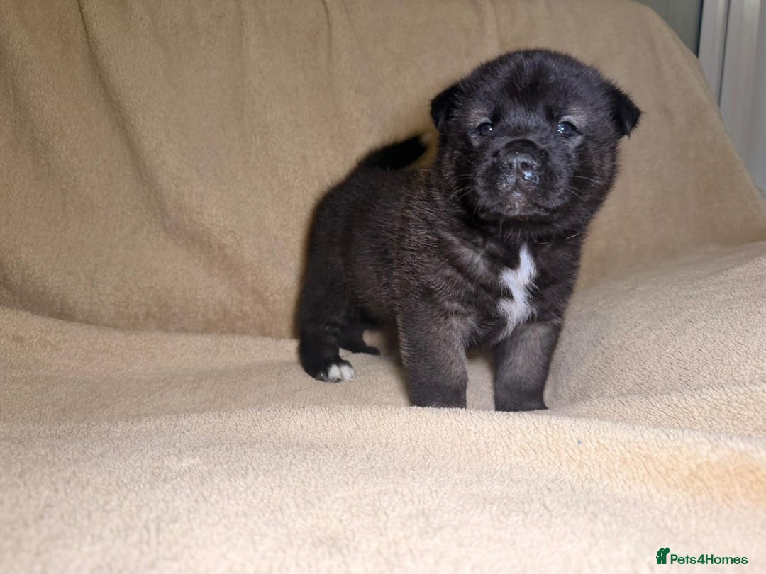 Akita dogs for sale: 7 beautiful American Akita Puppies - Advert 15