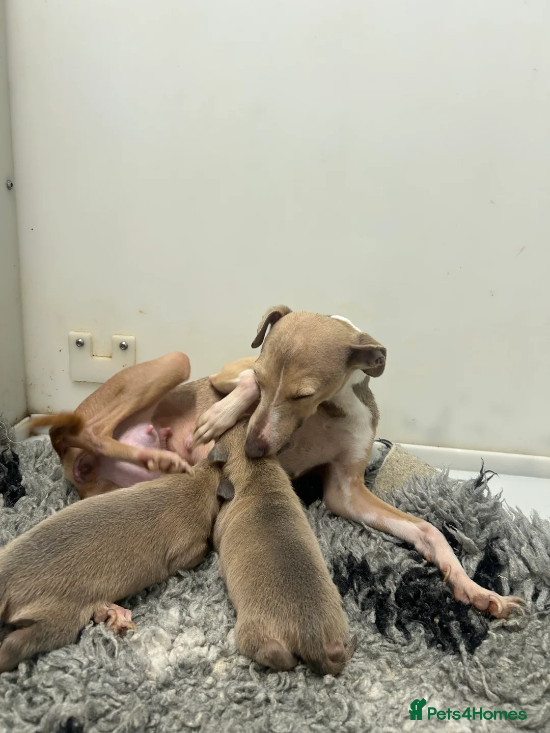 Italian Greyhound dogs for sale: 5⭐️Licensed breeder. Tiny Italian greyhound pups - Advert 6