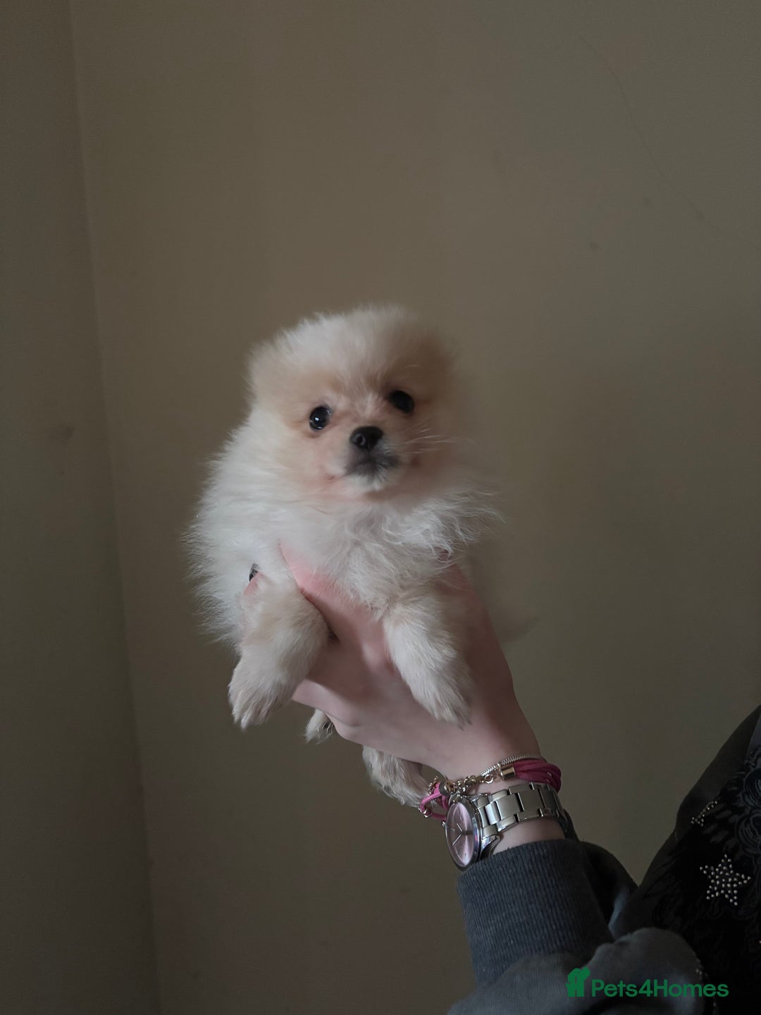 Pomeranian dogs for sale: Cute fluffy Pomeranian puppies for sale - Advert 16