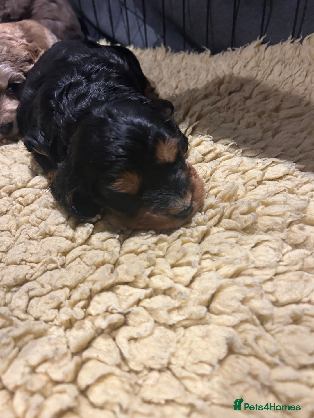 Cockapoo dogs for sale: Cockapoo puppies  - Advert 19