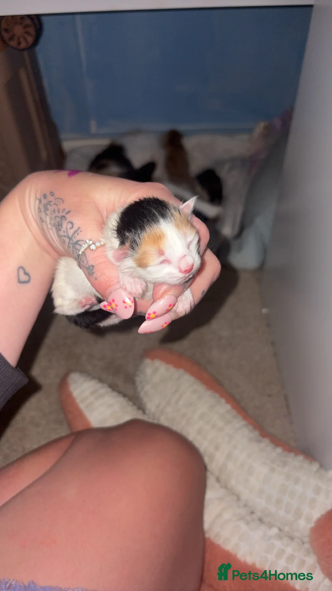 Mixed Breed cats for sale: Mixed breed beautiful kittens  - Advert 2