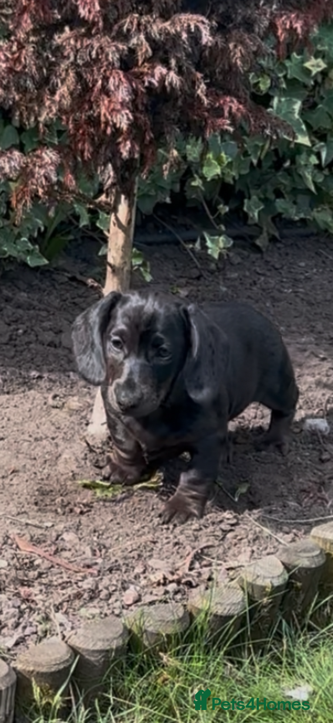 Miniature Dachshund dogs for sale: KC miniature Daschunds    - Image 23