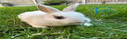 Netherland Dwarf rabbits for sale: Netherland Dwarf Rabbits For Sale  - Advert 3