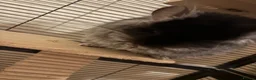 Chinchilla rodents for sale: Two RPA female Chinchillas - Advert 8
