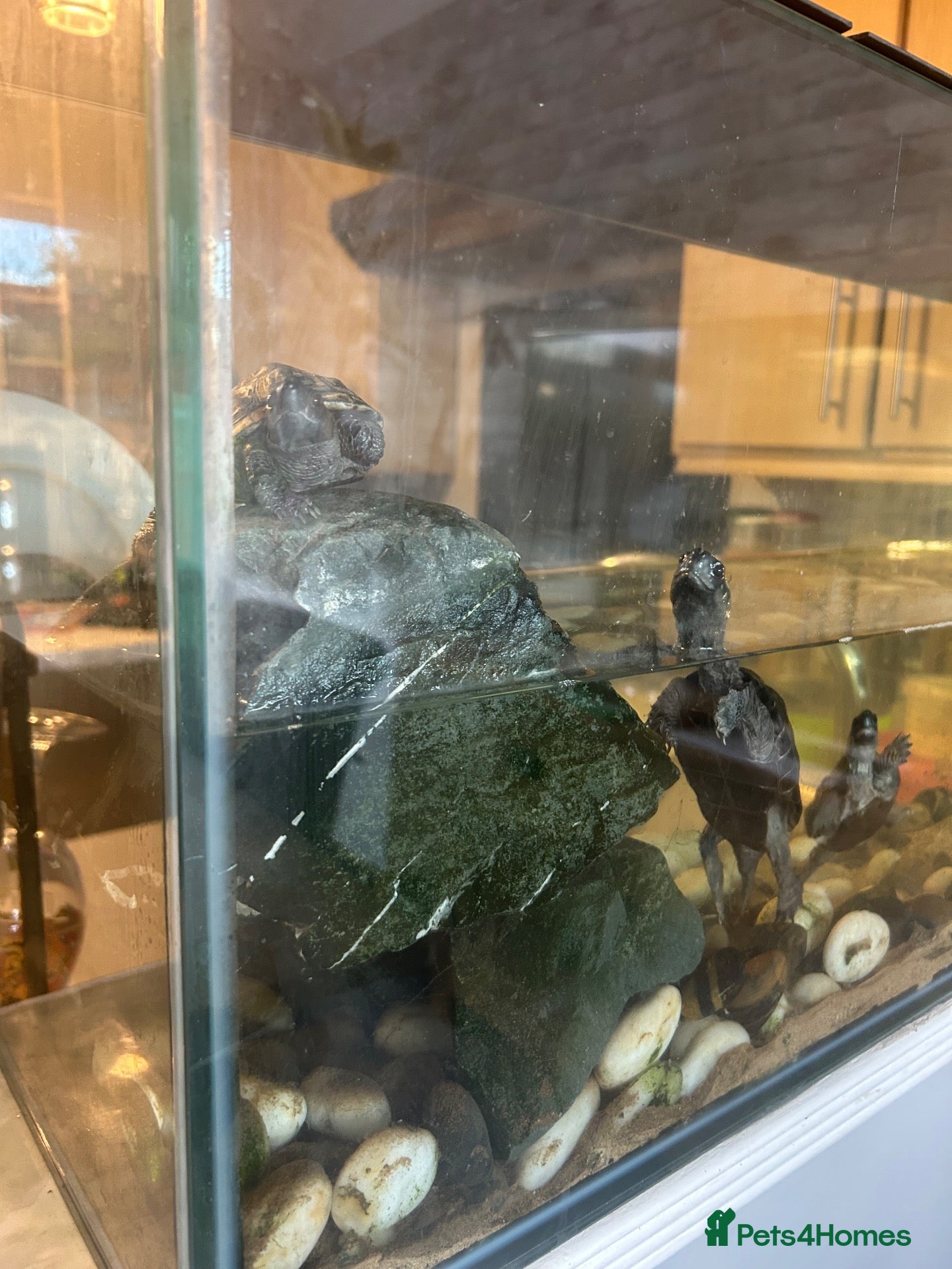 Turtle reptiles 3x Reeves turtles with tank - Advert 3