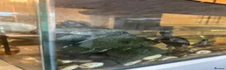 Turtle reptiles for sale: 3x Reeves turtles with tank in Rayleigh - Advert 1