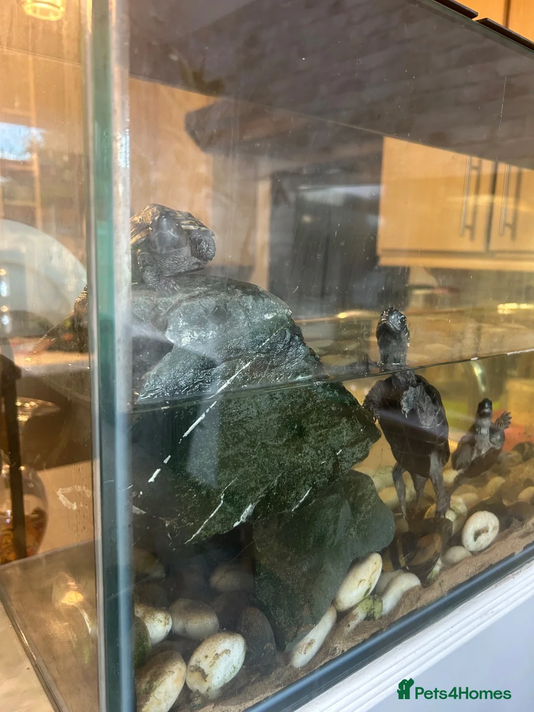 Turtle reptiles for sale: 3x Reeves turtles with tank in Rayleigh - Advert 1