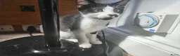 British Shorthair cats for sale: 2 Female Black and White kittens - Advert 5