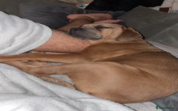 Cane Corso dogs for sale: Cane corso x Boerboel🩷 - Image 5